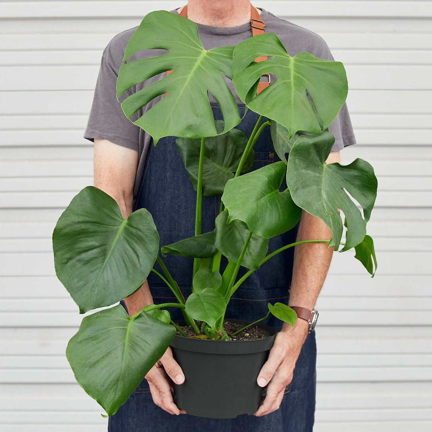 Person holding a vibrant Monstera deliciosa plant with large, fenestrated green leaves in a black pot.