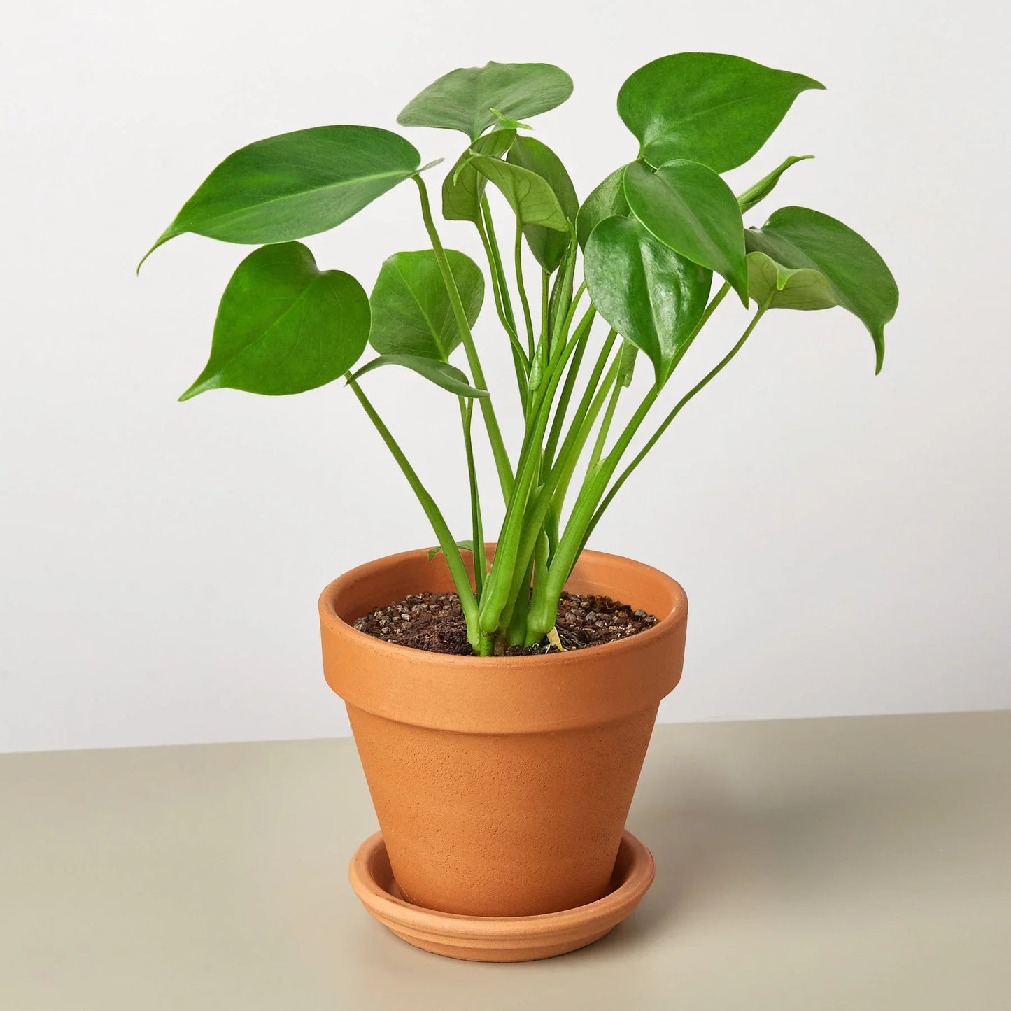 Young Monstera deliciosa plant with bright green leaves in a terracotta pot and saucer.