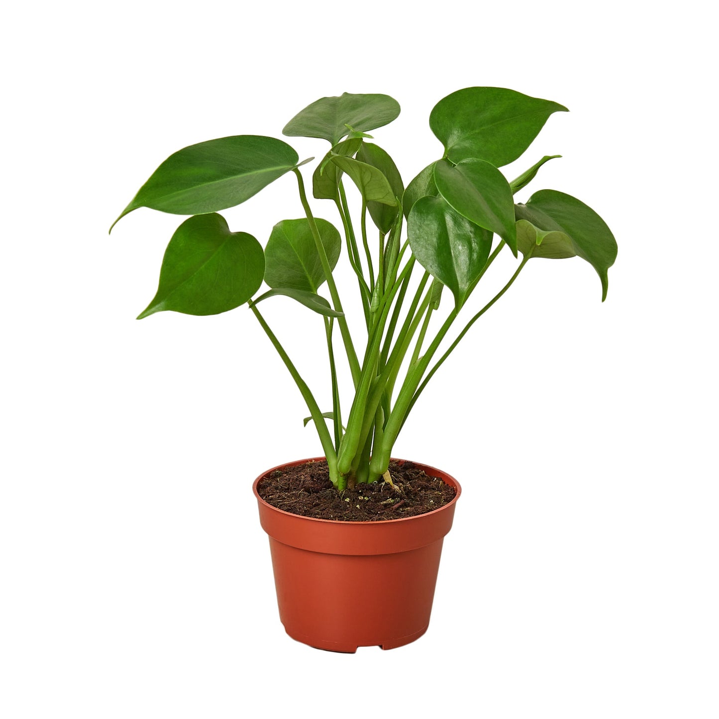Young Monstera deliciosa plant with vibrant green leaves in a brown terracotta pot.