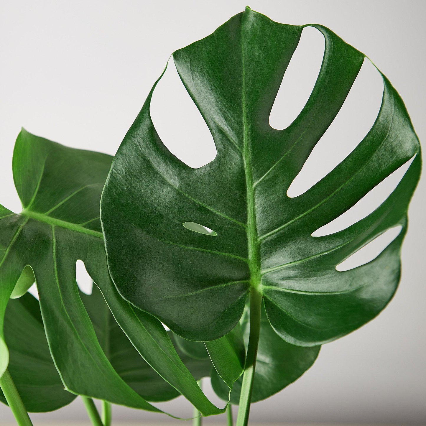Close-up of a vibrant green Monstera deliciosa leaf with distinctive fenestrations.