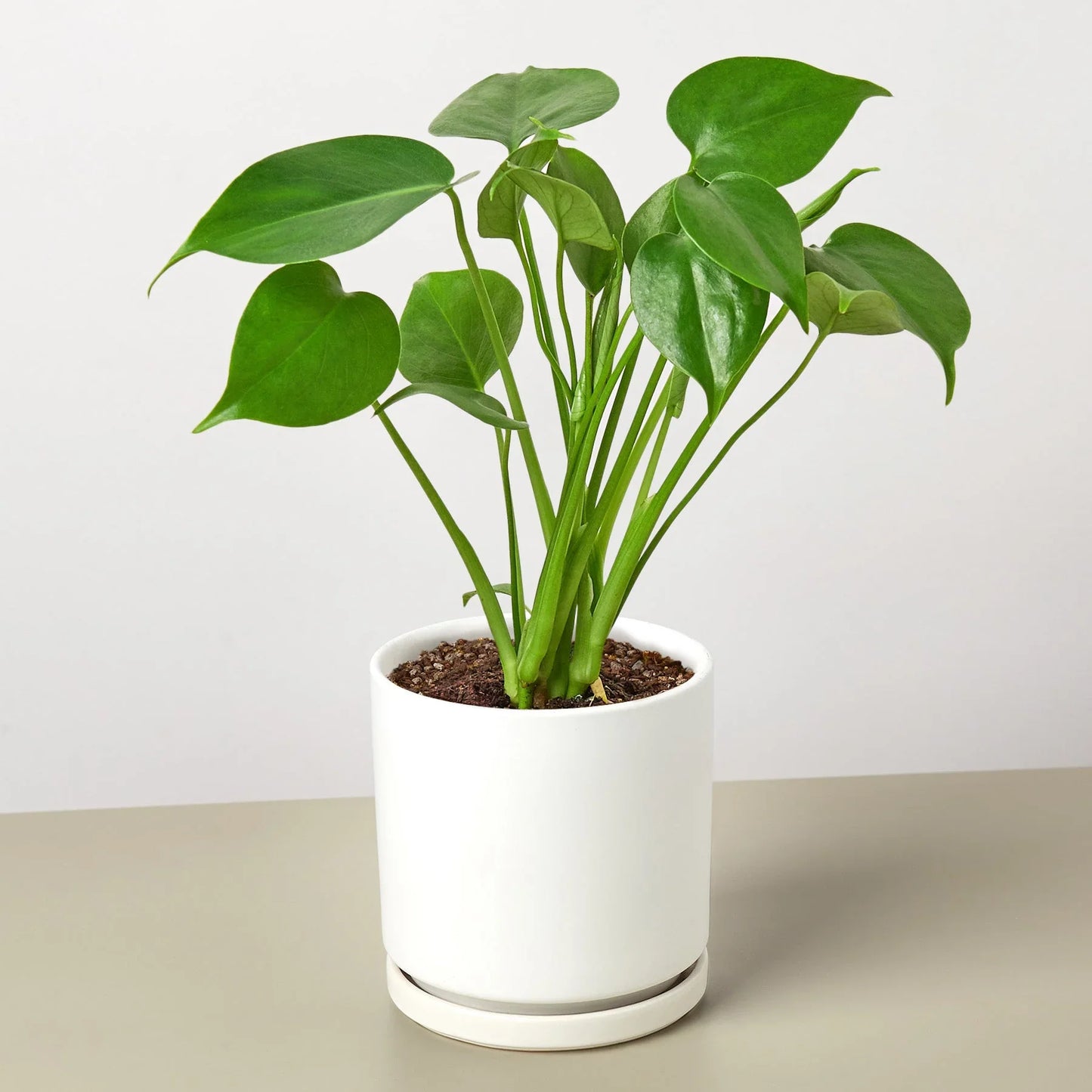 Young Monstera deliciosa plant with vibrant green leaves in a white ceramic pot with saucer.