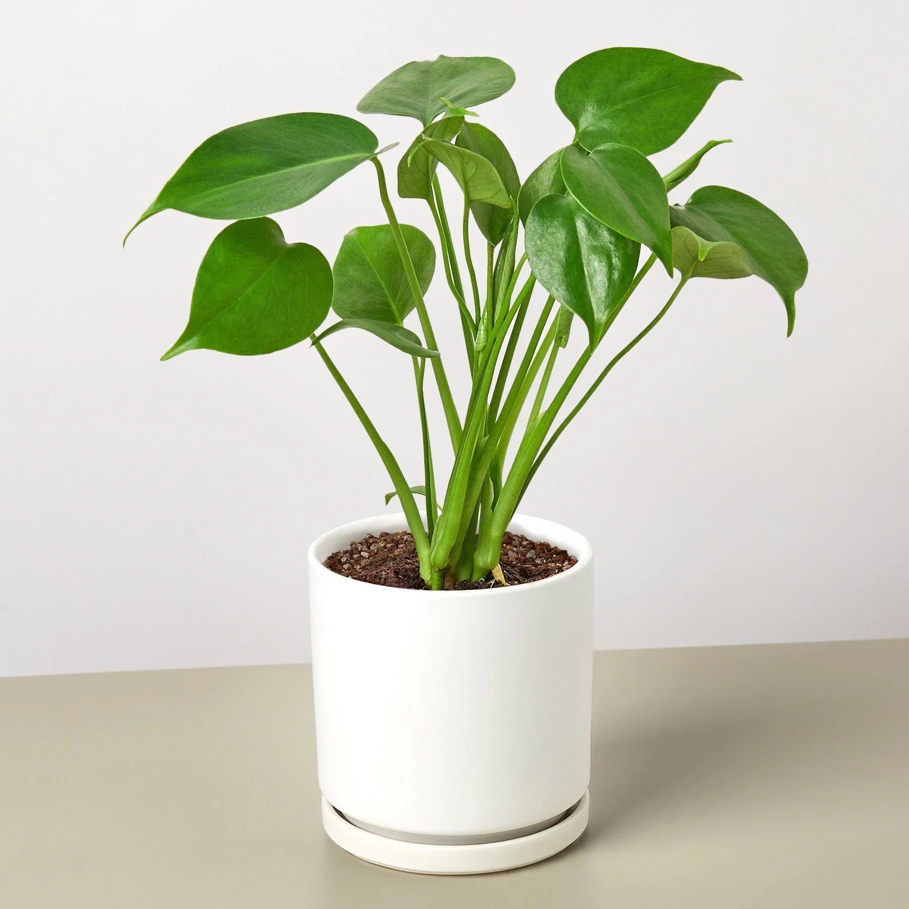 Young Monstera deliciosa plant with vibrant green leaves in a white ceramic pot with saucer.