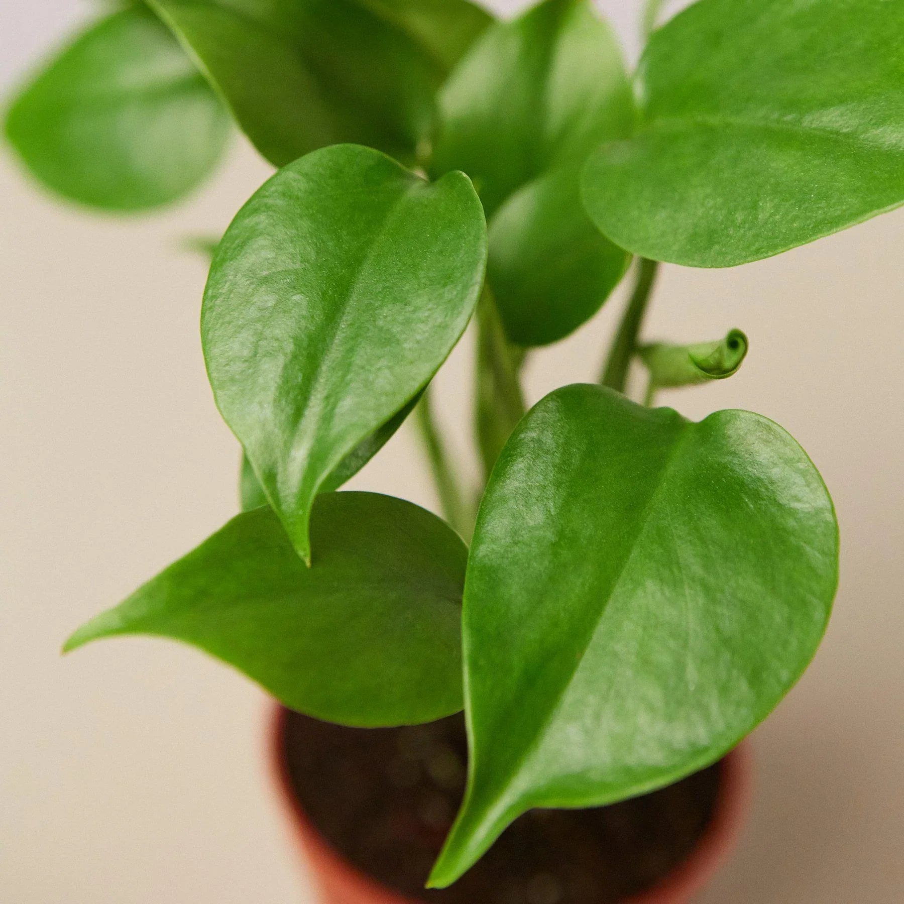 Vibrant green Monstera deliciosa plant with heart-shaped leaves in a small brown pot.