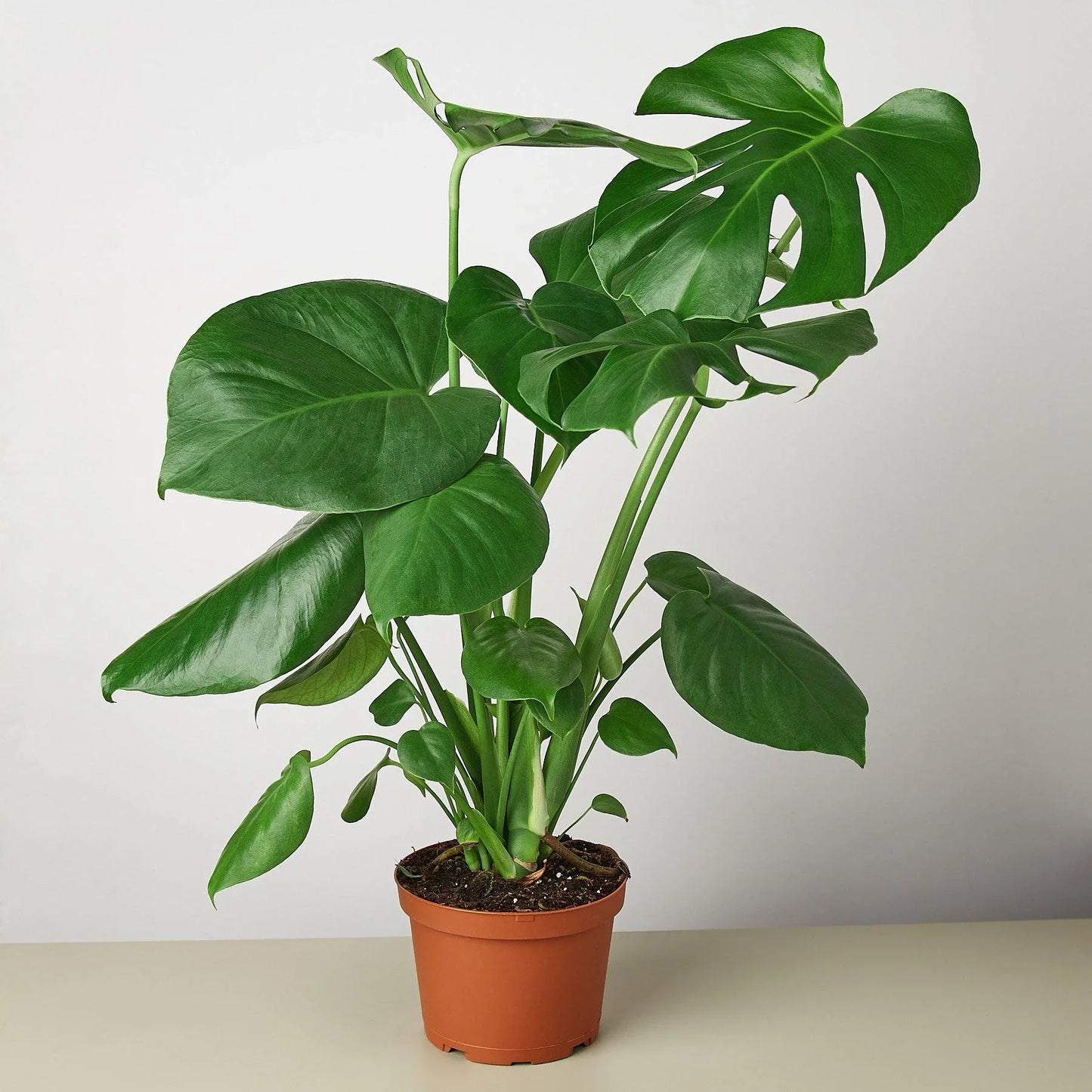 Lush green Monstera deliciosa plant in a brown pot, showcasing its large, fenestrated leaves.