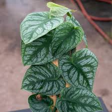 Monstera 'Dubia' shingle plant with heart-shaped leaves, speckled light and dark green.