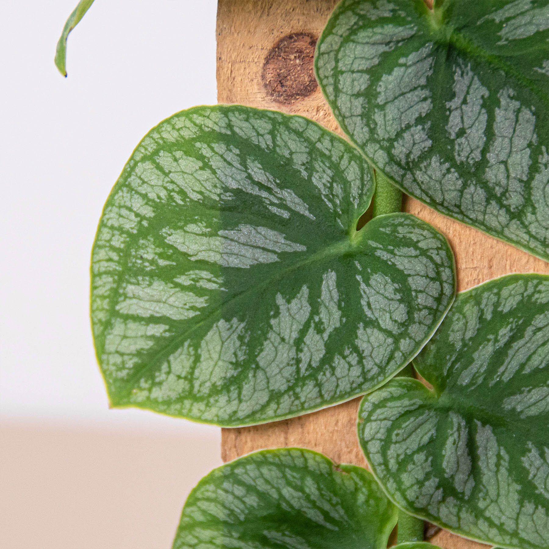Close-up of Monstera 'Dubia' shingle plant with heart-shaped, light and dark green speckled leaves climbing a wooden plank.