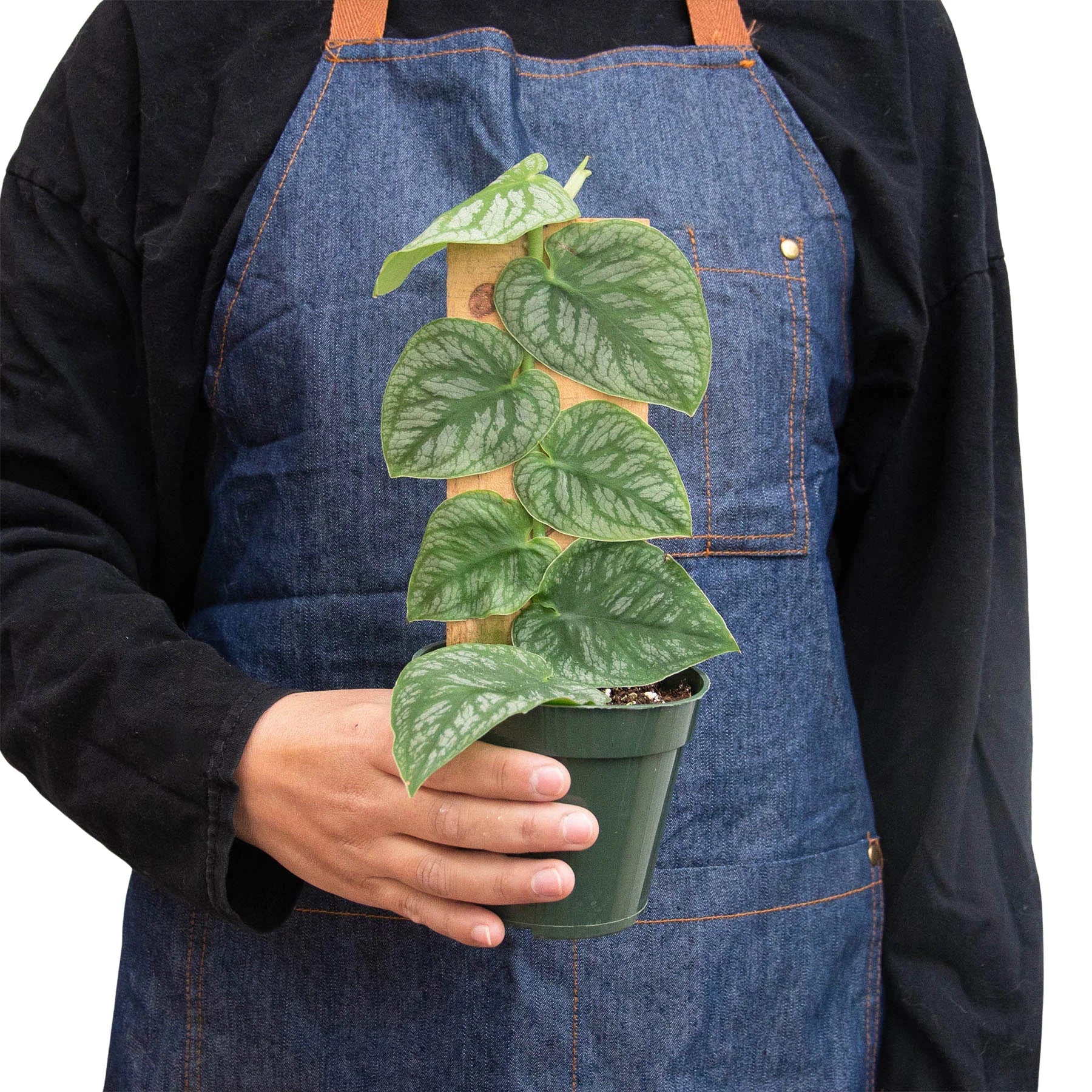 Person in denim apron holding a Monstera Dubia shingle plant with heart-shaped, silver-speckled leaves on a wooden plank.