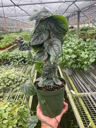 Monstera 'Dubia' shingle plant in a green pot, with heart-shaped, light and dark green speckled leaves.