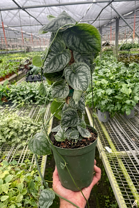 Hand holding a Monstera 'Dubia' shingle plant in a green pot, with heart-shaped, light and dark green speckled leaves growing on a wood stake in a greenhouse setting.