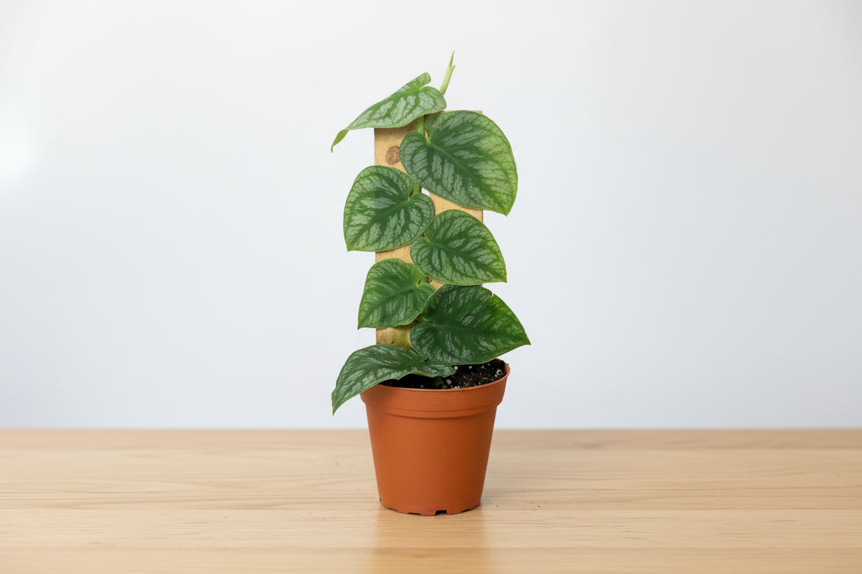 Monstera 'Dubia' shingle plant with heart-shaped, speckled green leaves climbing a wooden plank in a brown pot.