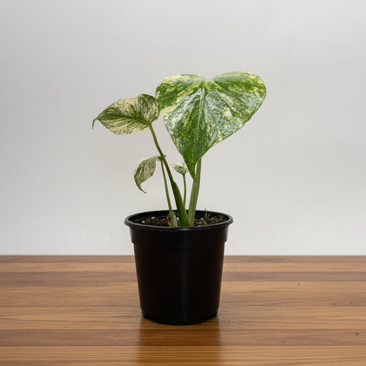Potted plant with green and white leaves in a black pot sitting on a brown table with grey background