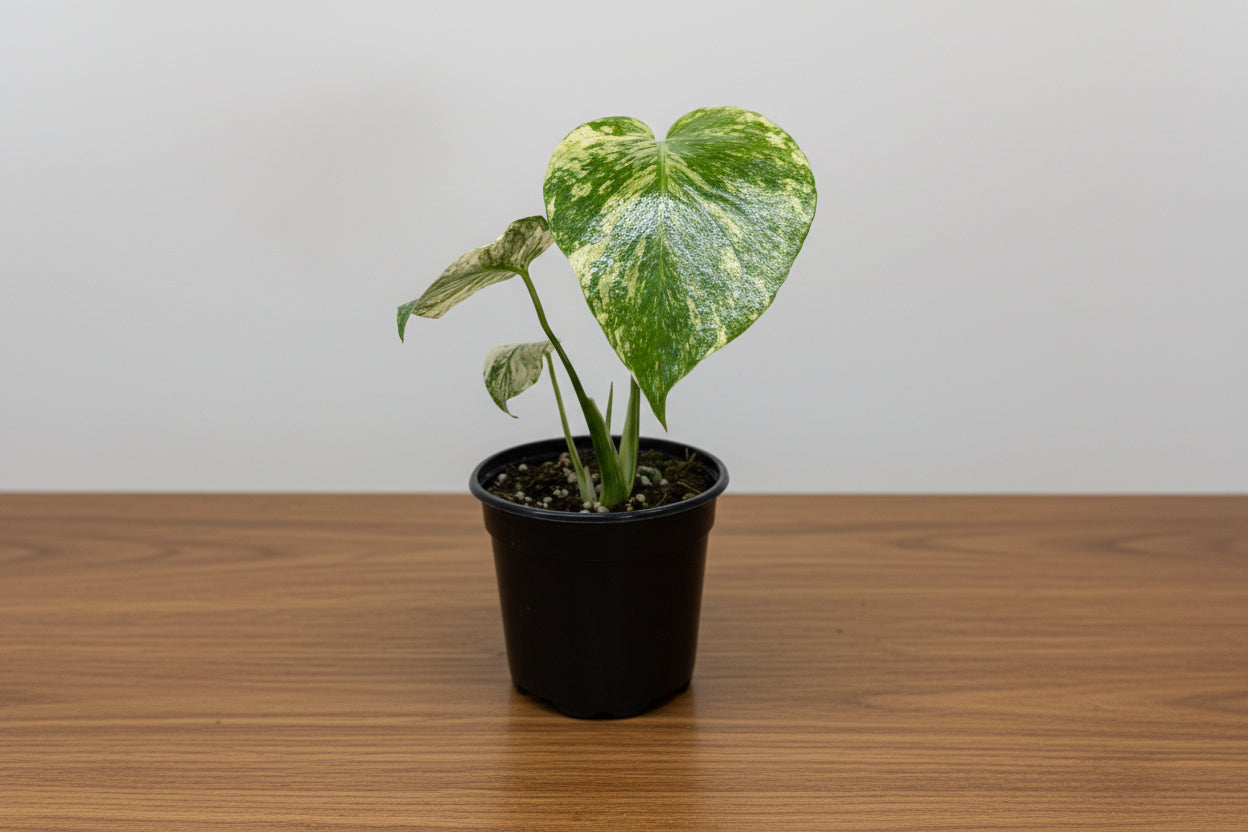 Potted plant with green and white leaves in a black pot sitting on a brown table with grey background