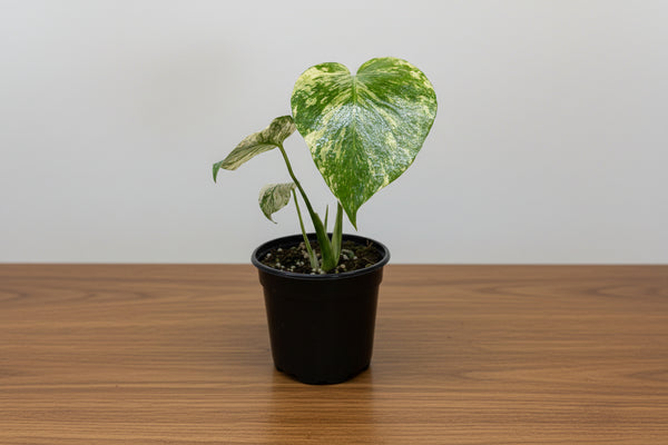 Potted plant with green and white leaves in a black pot sitting on a brown table with grey background