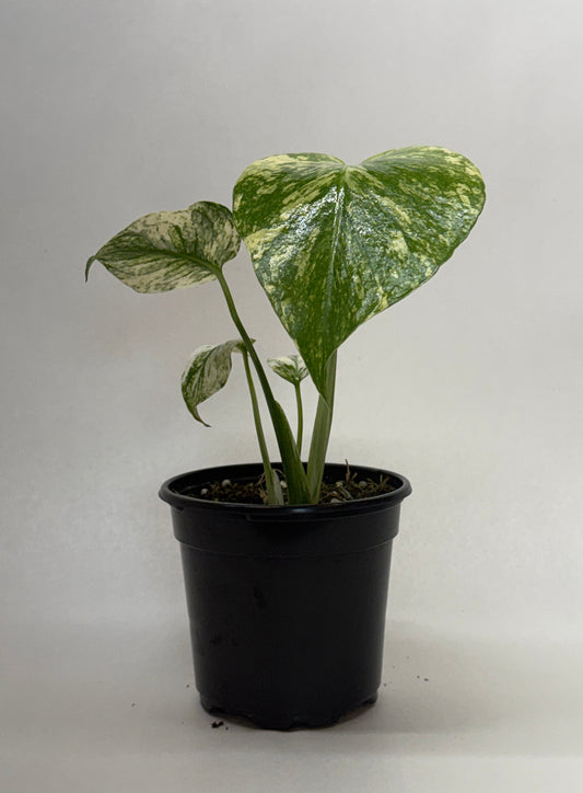 Potted monster mint plant with glossy green leaves with cream white variegation in a black pot sitting on a plain surface.