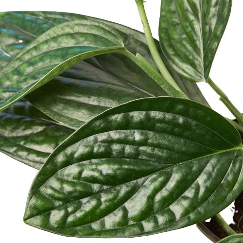 Monstera 'Peru' plant with dark green, puckered, iridescent leaves and visible veins.