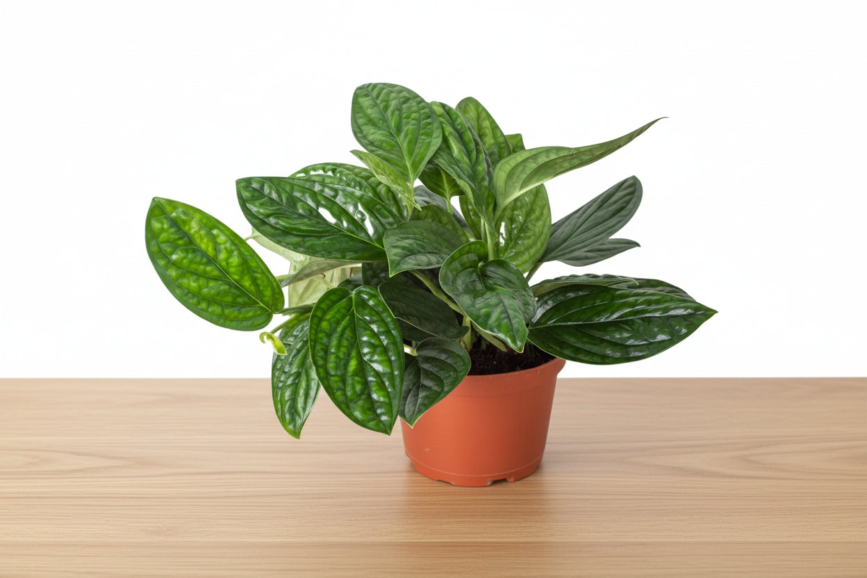 Monstera 'Peru' plant with dark green, puckered leaves in a terracotta pot on a light wooden surface.