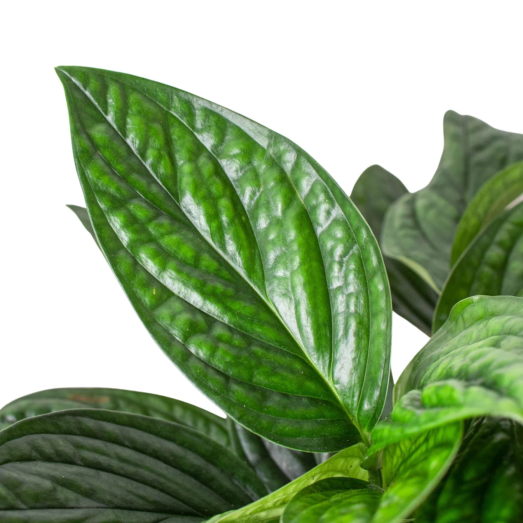Monstera 'Peru' plant with a large, dark green, puckered, iridescent leaf.