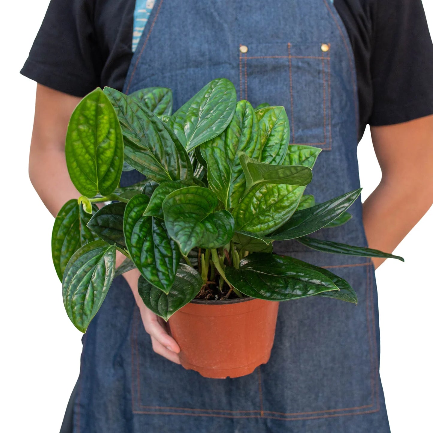 Person in denim apron holding a potted Monstera 'Peru' plant with dark green, puckered leaves.