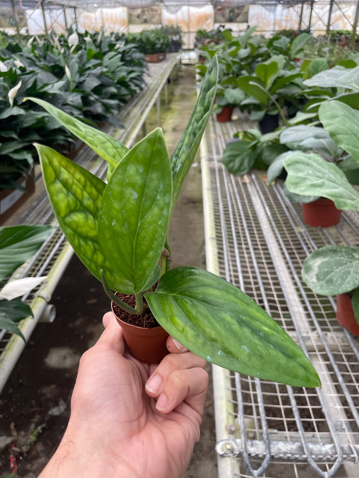 Hand holding a small Monstera 'Peru' plant with puckered, iridescent green leaves in a brown pot.