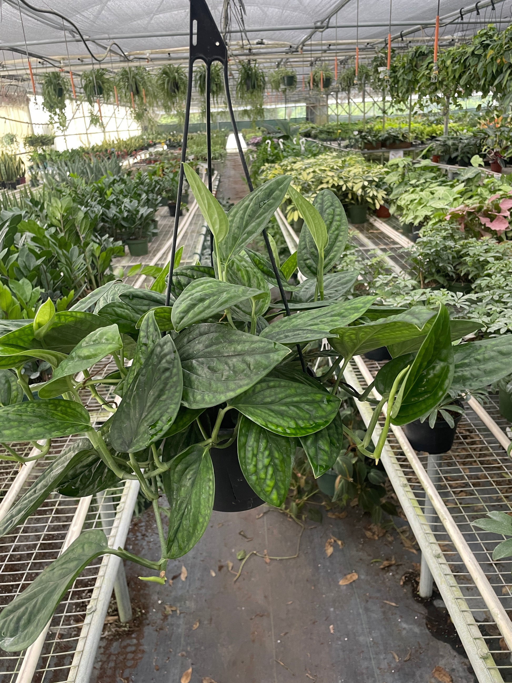 Monstera 'Peru' plant with puckered, iridescent green leaves in a black hanging pot.