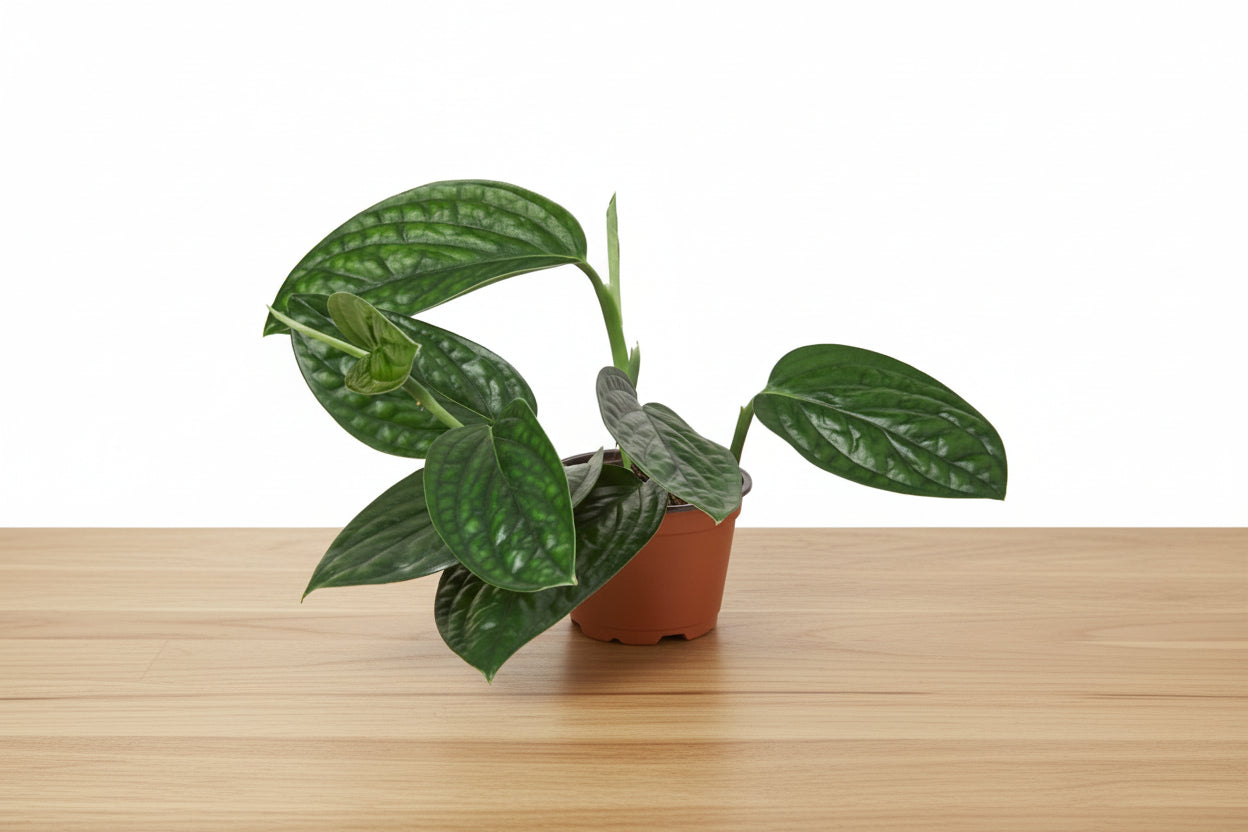 Monstera 'Peru' plant with dark green, puckered leaves in a brown pot on a light wood surface.
