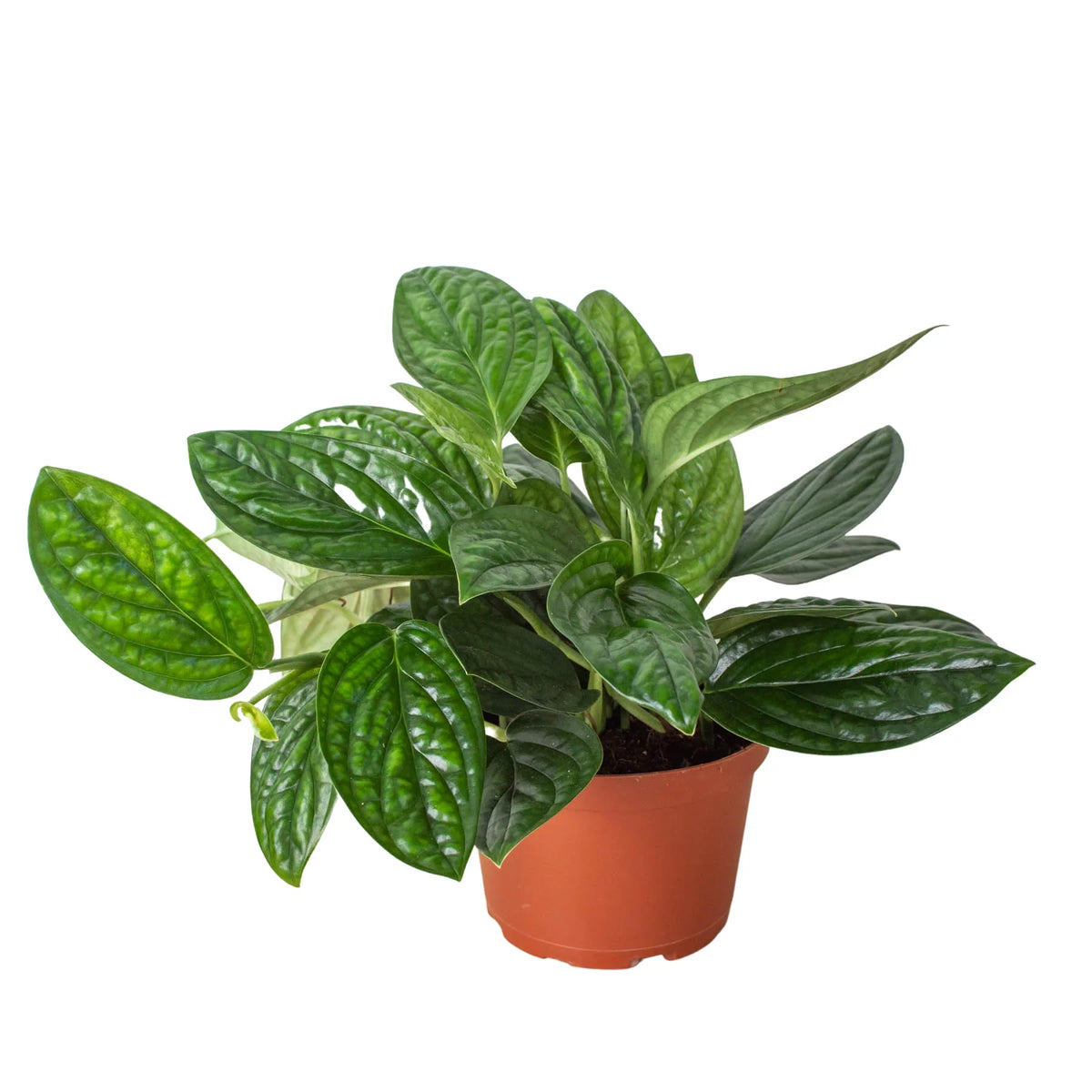 Monstera 'Peru' plant with dark green, puckered leaves trailing out of a brown pot.