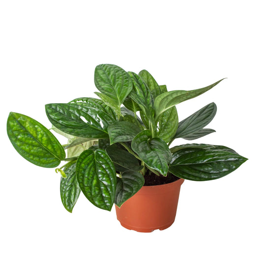 Monstera 'Peru' plant with dark green, puckered leaves trailing out of a brown pot.