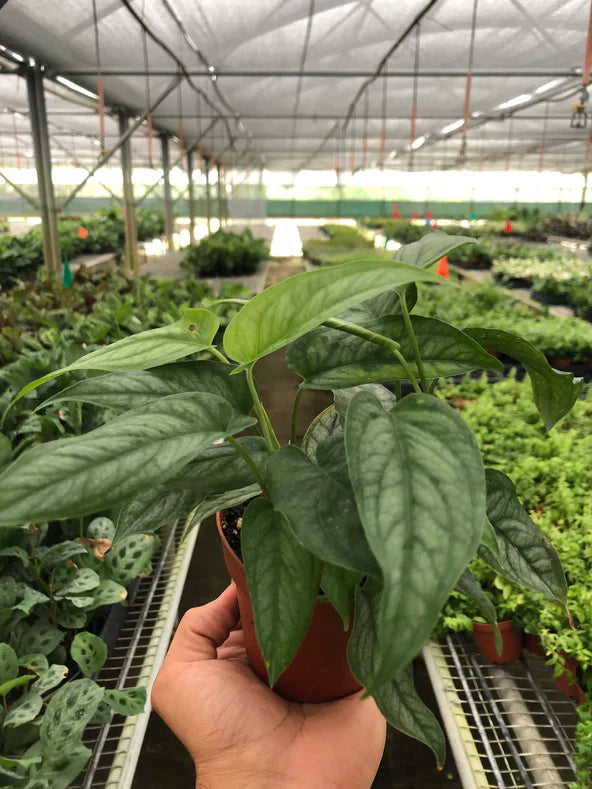 Hand holding a monstera siltepecana trailing plant with blu-ish silvery heart shaped leaves trailing down a brown pot in a greenhouse setting.