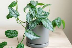 Monstera 'Siltepecana' in a gray pot, featuring bluish-gray leaves with silver shades.