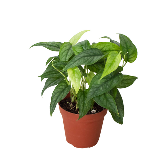 Monstera Siltepecana plant with bluish-gray, silver-shaded juvenile leaves in a brown pot.