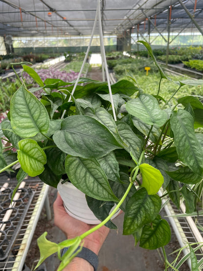 Hand holding a compact large monstera siltepecana plant with silver blu-ish heart shaped leaves trailing down a white hanging planter in a greenhouse setting.