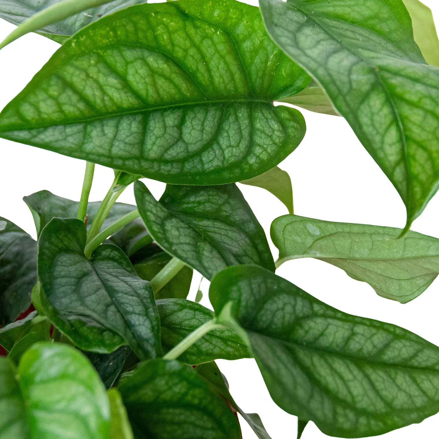 Monstera Siltepecana plant with bluish-gray, silver-shaded juvenile lanced-shaped leaves.