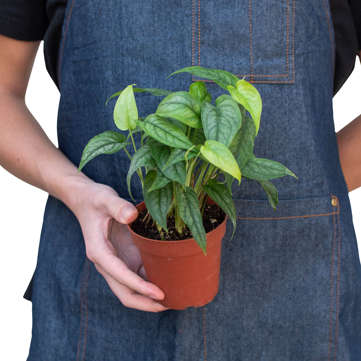 Person in denim apron holding a small Monstera Siltepecana plant in a brown pot.
