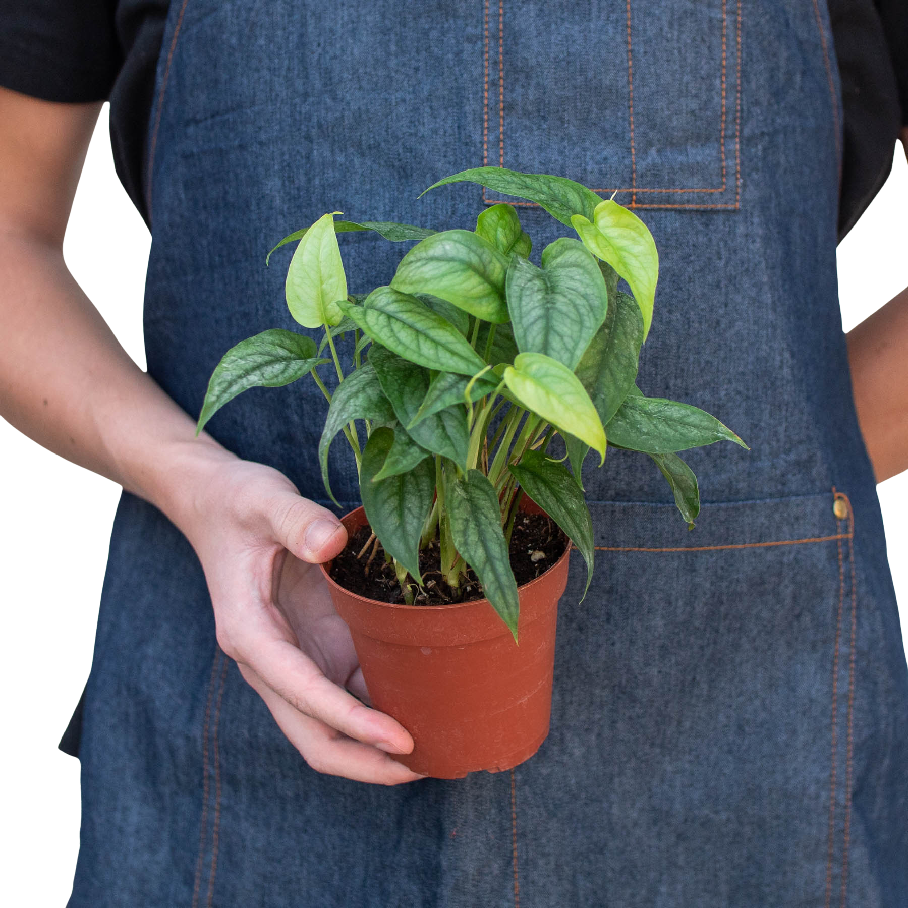 Person in denim apron holding a small Monstera Siltepecana plant in a brown pot.