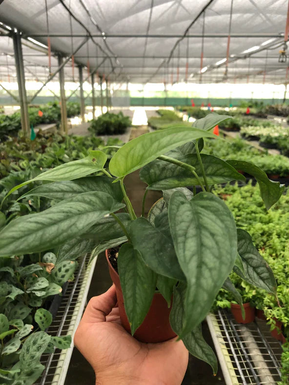 Monstera Siltepecana plant with bluish-gray, silver-shaded juvenile leaves in a brown pot.