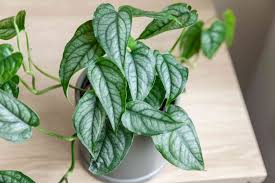 Monstera Siltepecana plant with bluish-gray, silver-shaded juvenile leaves in a gray pot on a wooden surface.