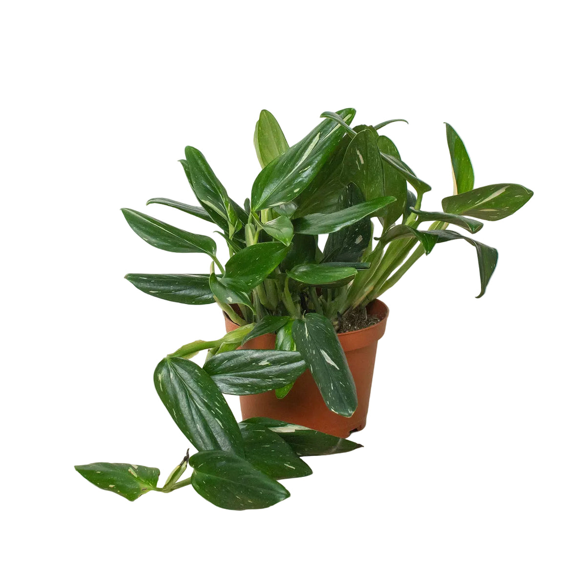 Potted monstera standeleyana containing tropical plant with dark green cream varigated tear drop shaped leaves trailing out of a brown pot.