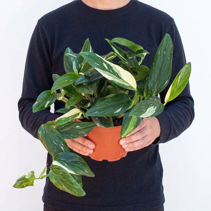 Person wearing a blue shirt holding a monstera standeleyana albo plant with dark green and cream variegated leaves trailing out of a brown nursery pot.