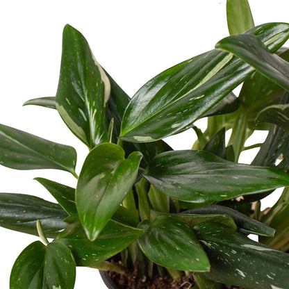 Monstera standeleyana albo tropical plant with dark green and cream variegated leaves in a pot.