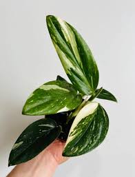 Monstera Standeleyana Albo Variegated plant with green and white speckled leaves in a small pot.
