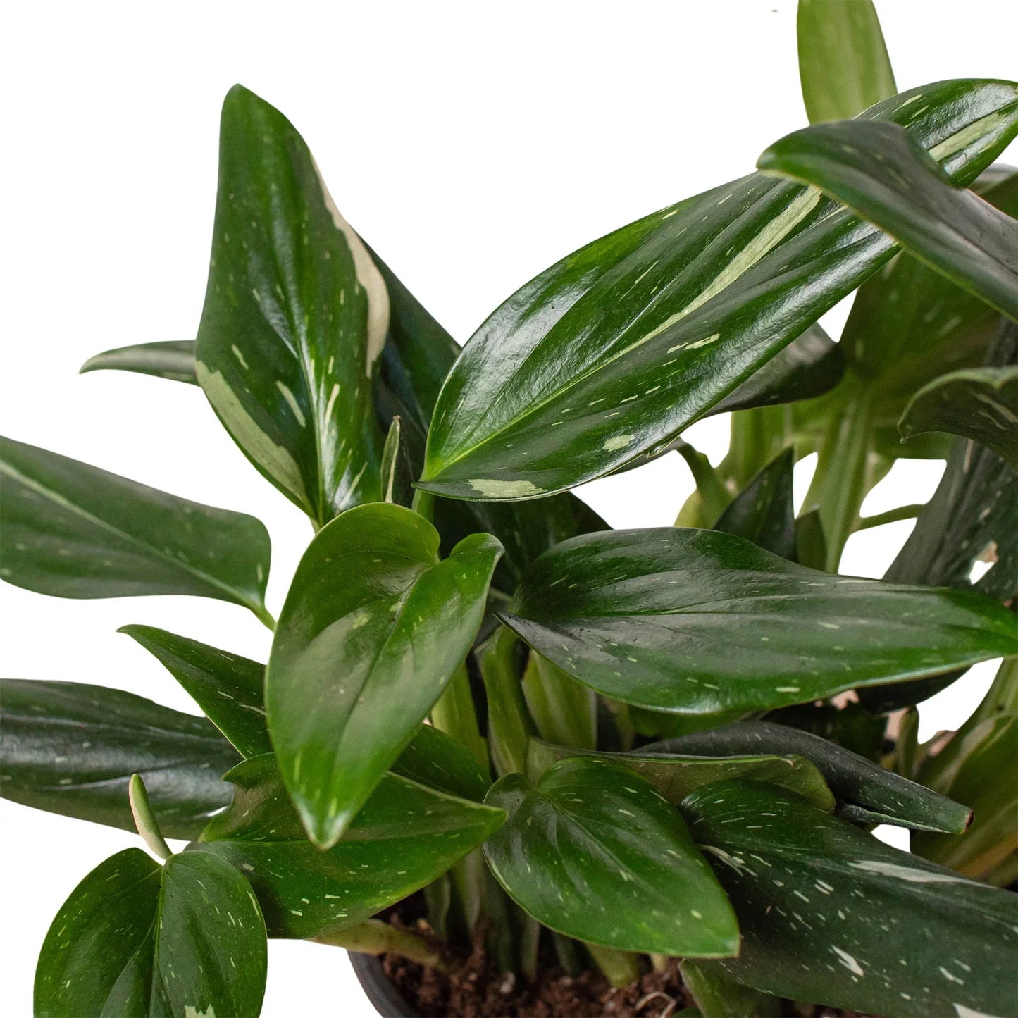 Monstera 'Standeleyana Albo Variegated' plant with dark green leaves and white speckles.