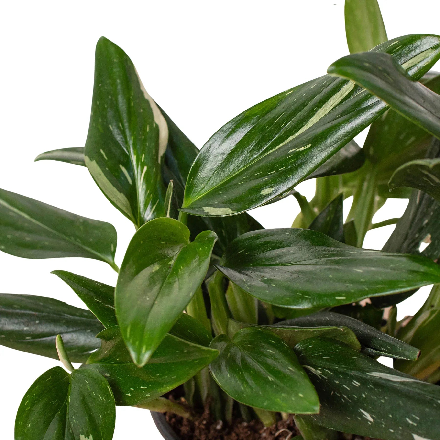 Monstera 'Standeleyana Albo Variegated' plant with dark green leaves and white speckles.