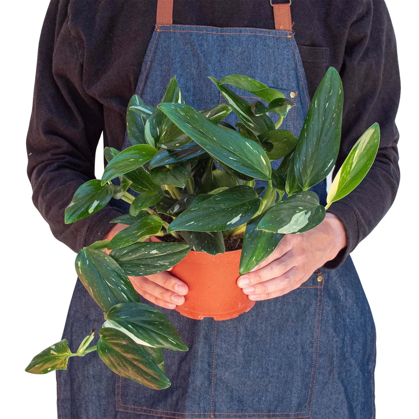 Person in denim apron holding a Monstera Standeleyana Albo Variegated plant in an orange pot.