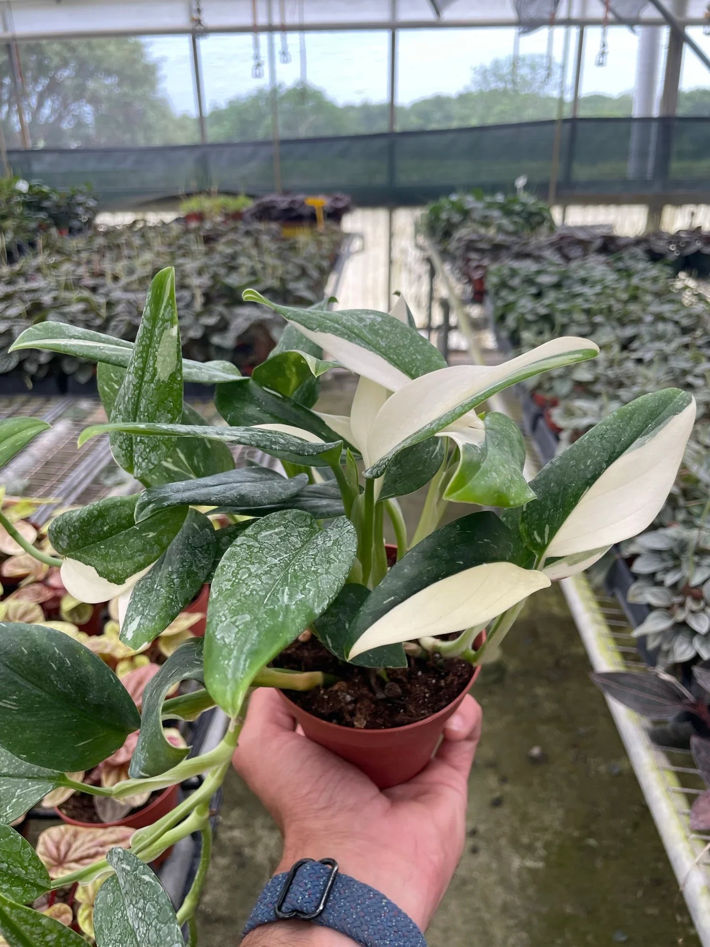Hand holding a small Monstera Standeleyana Albo Variegated plant with green and white leaves in a brown pot.