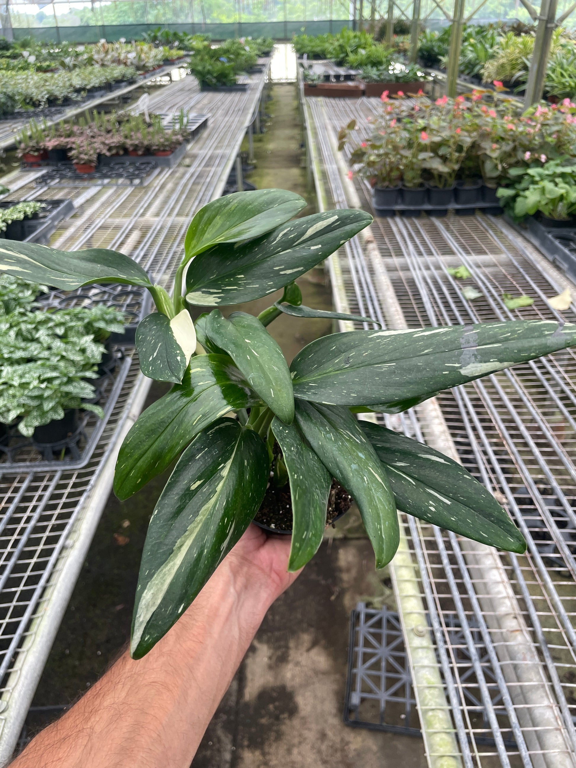 Hand holding a Monstera 'Standeleyana Albo Variegated' plant with dark green and white-speckled leaves.