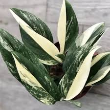 Monstera 'Standeleyana Albo Variegated' plant with striking green and cream-white speckled leaves.