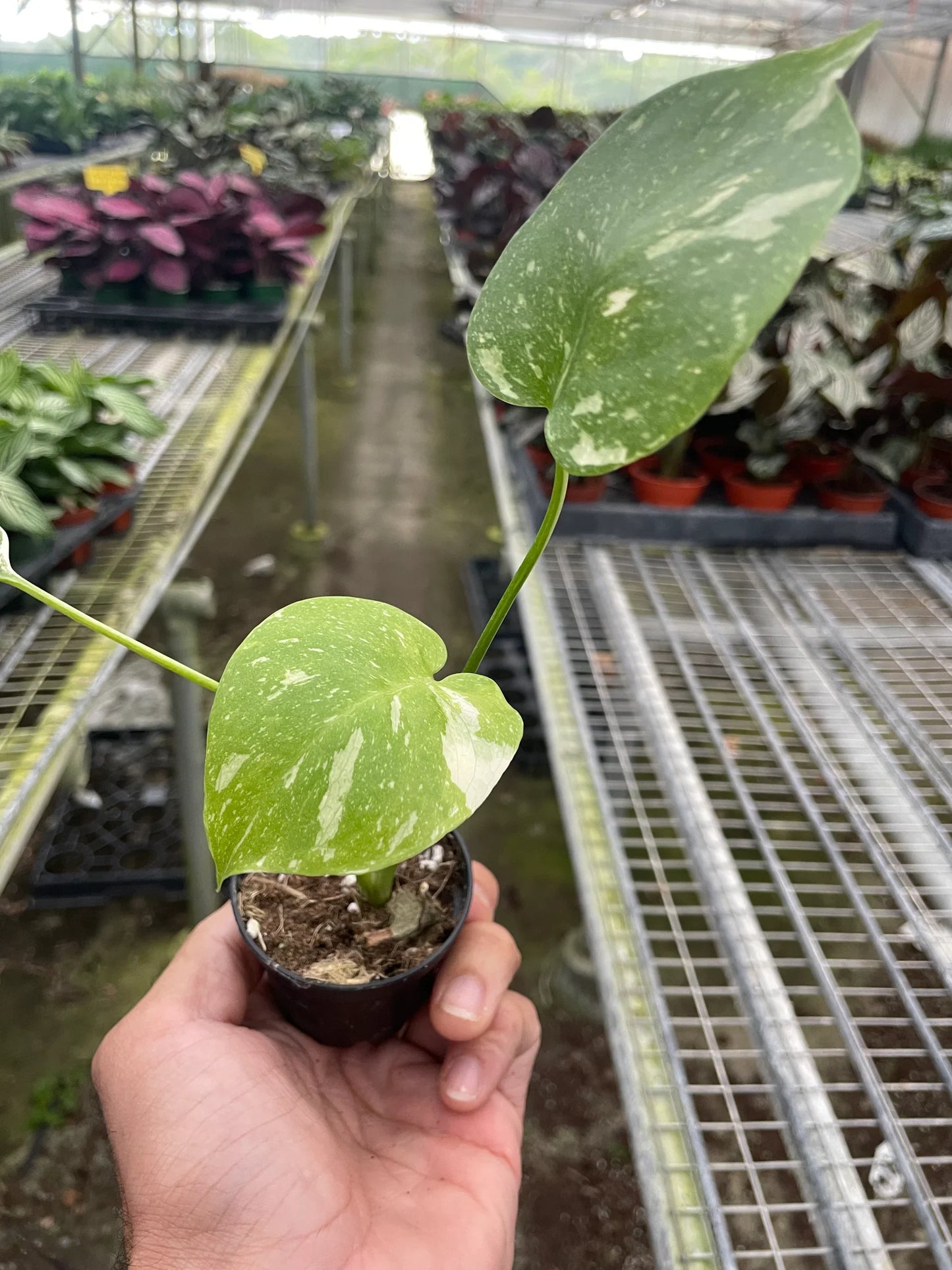 Hand holding a small Monstera 'Thai Constellation' plant with green and creamy white variegated leaves in a black pot.