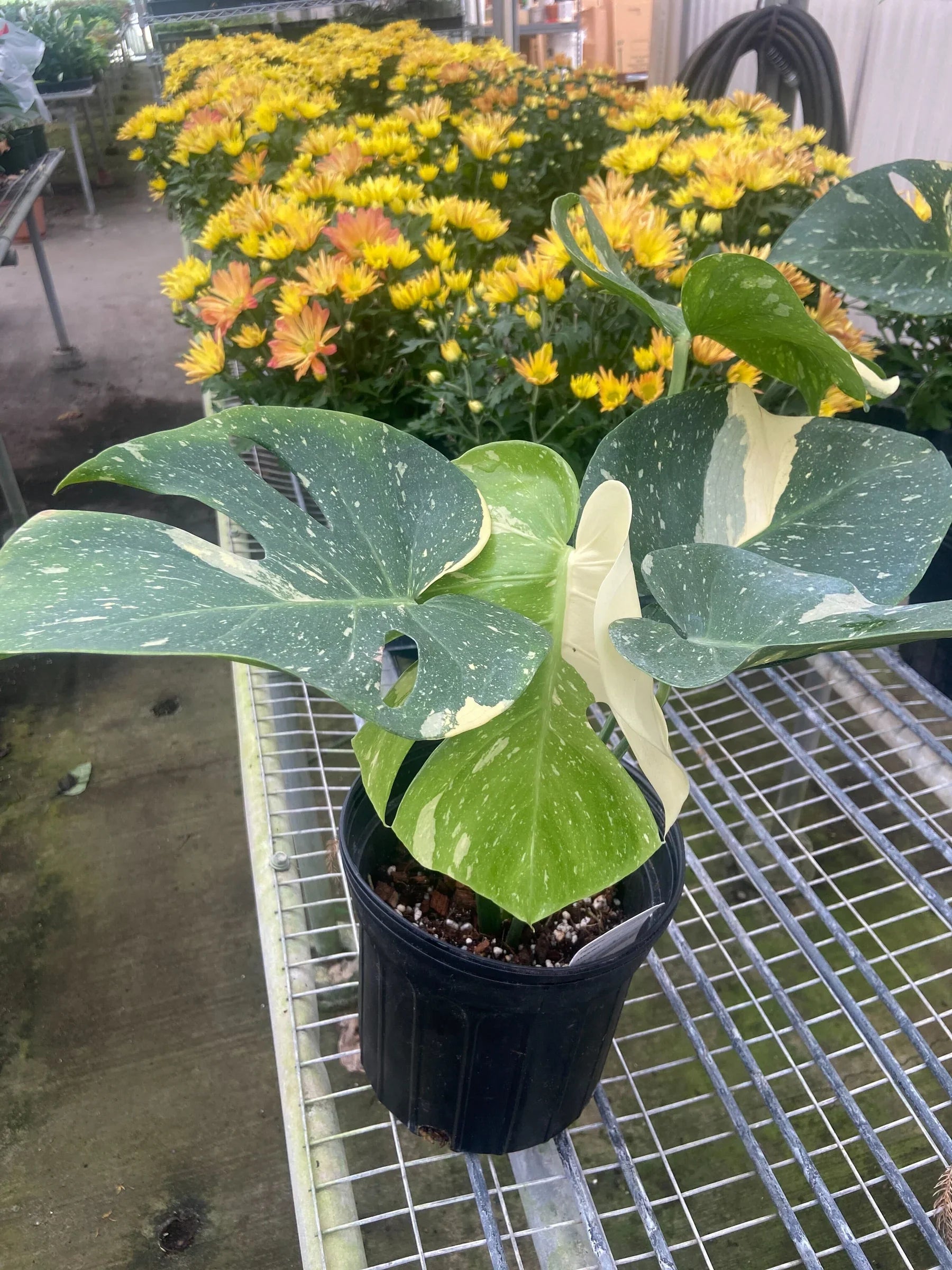 Monstera 'Thai Constellation' plant in a black pot, featuring green leaves with creamy white variegation.