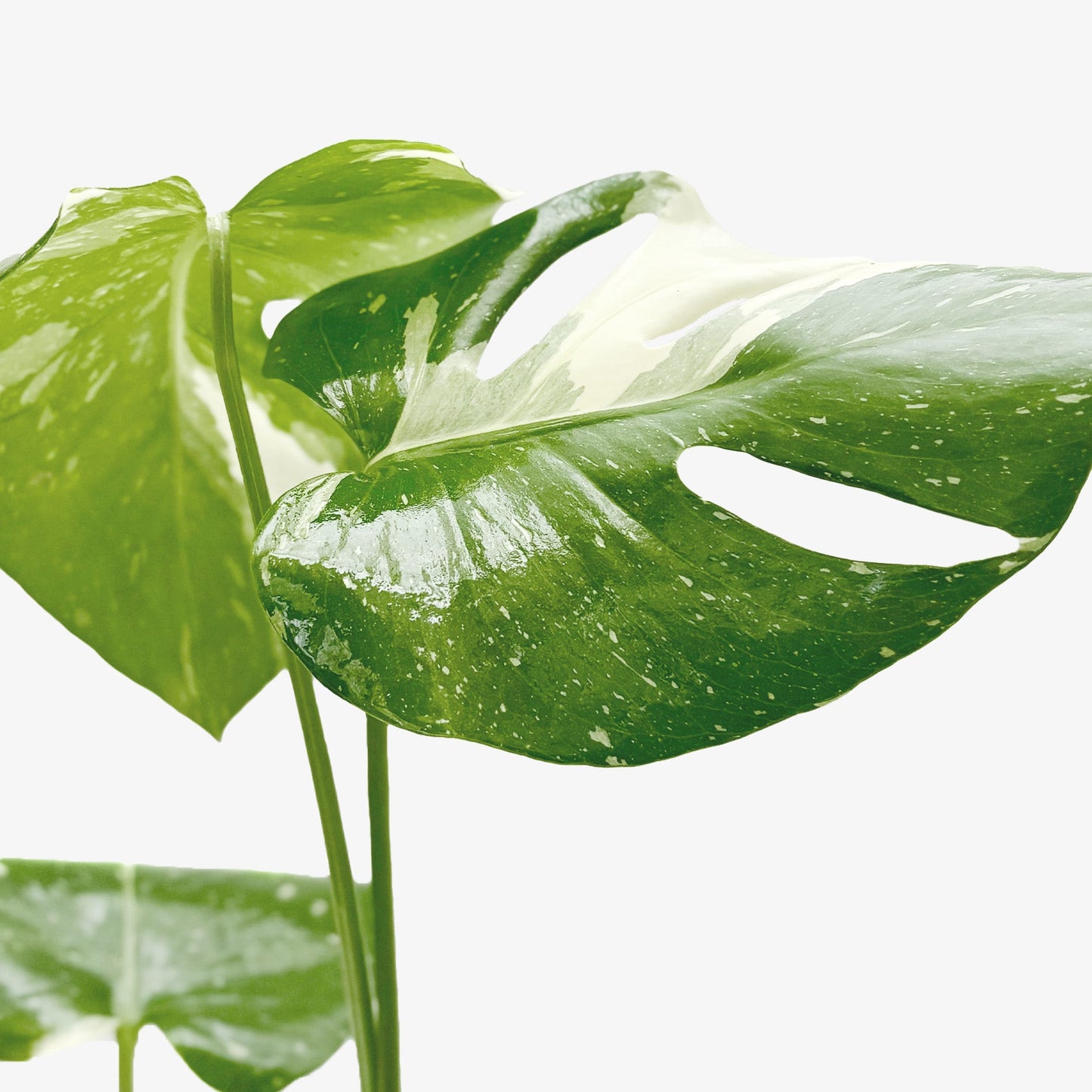 Monstera 'Thai Constellation' plant with large, glossy green leaves speckled with creamy white variegation.