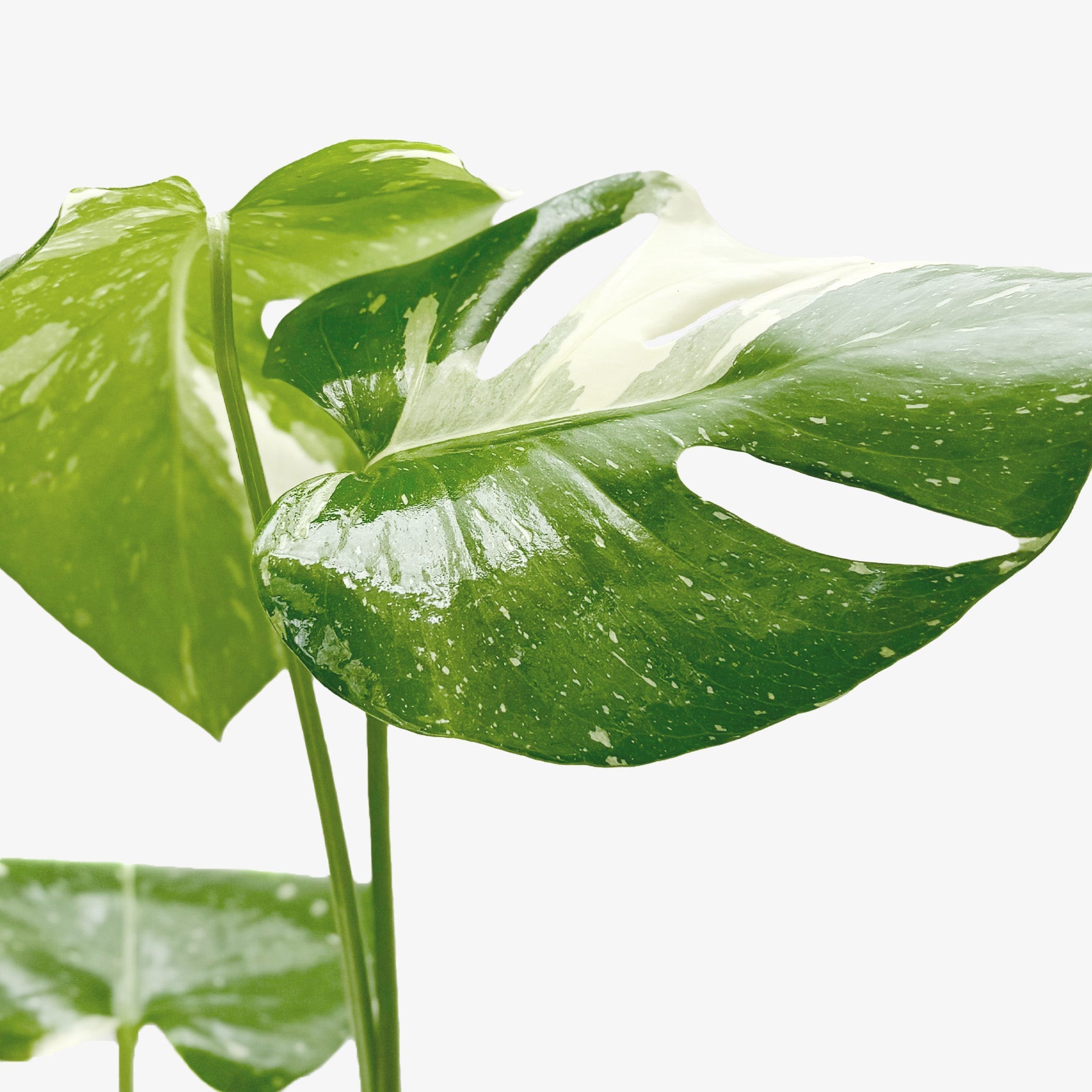 Monstera 'Thai Constellation' plant with large, glossy green leaves speckled with creamy white variegation.